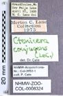 Etiketten zu Brownia conjungens (LeConte, 1853) (NHMW-ZOO-COL-0008324)